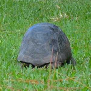 ALDABRA BREEDER