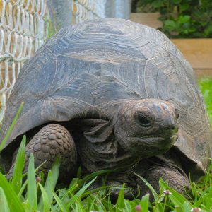 ALDABRA BREEDER
