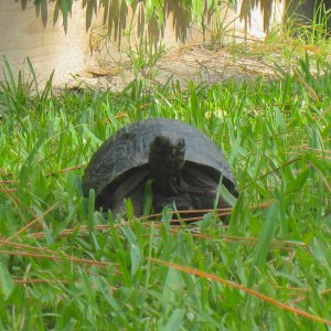 ALDABRA BREEDER