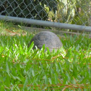 ALDABRA BREEDER