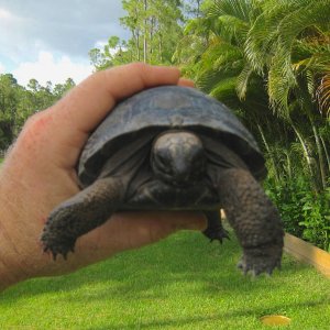 ALDABRA BREEDER