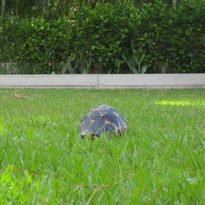 ALDABRA BREEDER