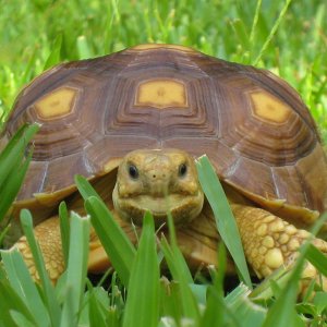 ALDABRA BREEDER
