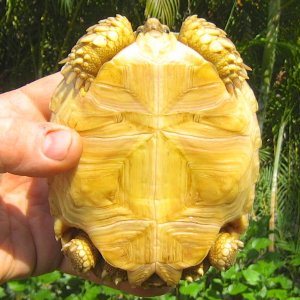 ALDABRA BREEDER