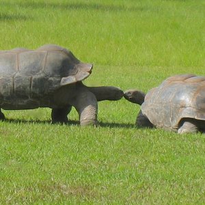 ALDABRA BREEDER