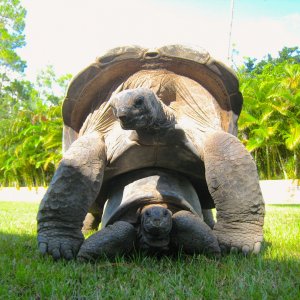 ALDABRA BREEDER