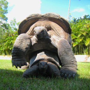 ALDABRA BREEDER