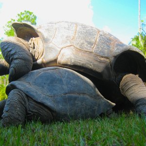 ALDABRA BREEDER