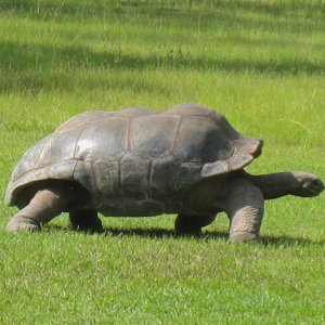 ALDABRA BREEDER