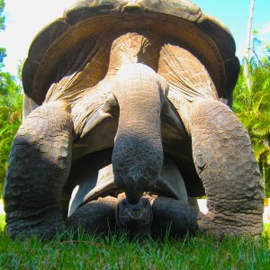 ALDABRA BREEDER