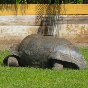 ALDABRA BREEDER
