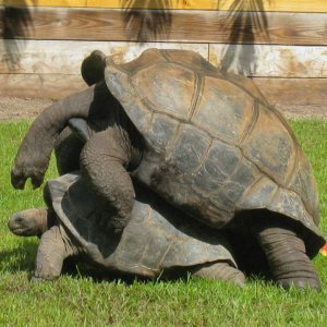 ALDABRA BREEDER