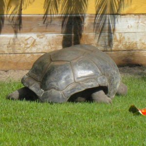 ALDABRA BREEDER