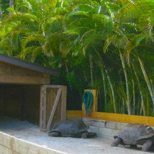 ALDABRA BREEDER