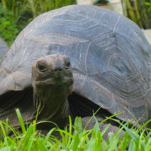 ALDABRA BREEDER