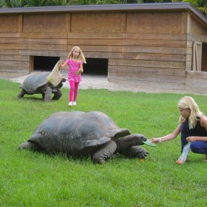 ALDABRA BREEDER