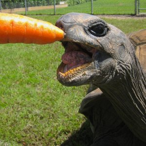 ALDABRA BREEDER