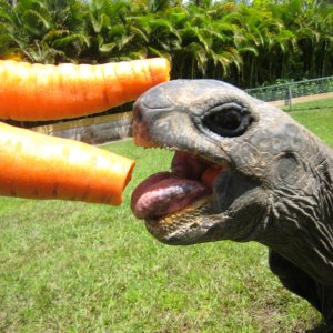ALDABRA BREEDER
