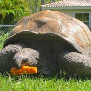 ALDABRA BREEDER