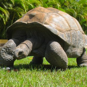 ALDABRA BREEDER