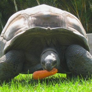 ALDABRA BREEDER