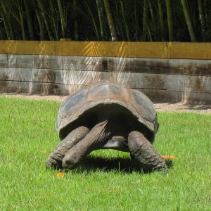 ALDABRA BREEDER