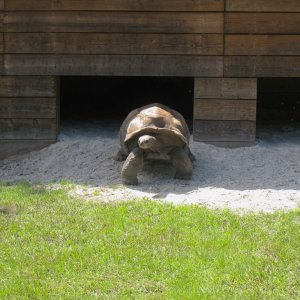 ALDABRA BREEDER