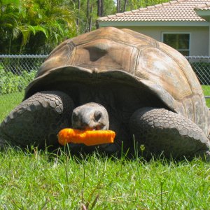 ALDABRA BREEDER
