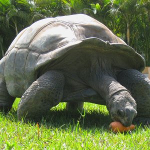 ALDABRA BREEDER