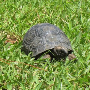 ALDABRA BREEDER