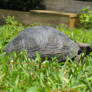 ALDABRA BREEDER