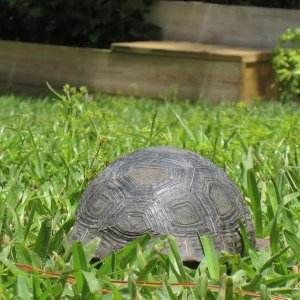 ALDABRA BREEDER