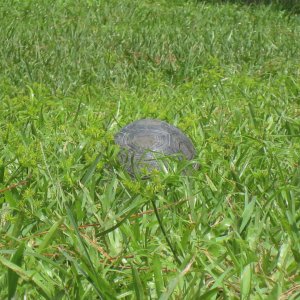 ALDABRA BREEDER
