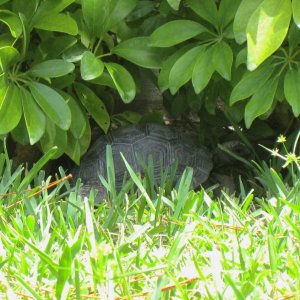ALDABRA BREEDER