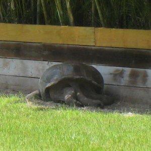 ALDABRA BREEDER