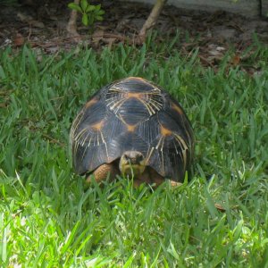 ALDABRA BREEDER
