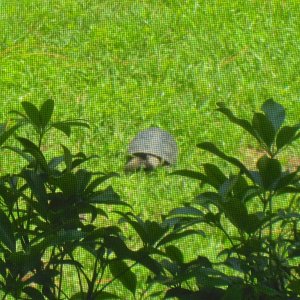 ALDABRA BREEDER