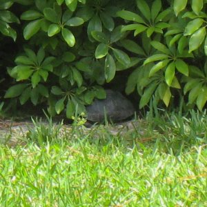ALDABRA BREEDER