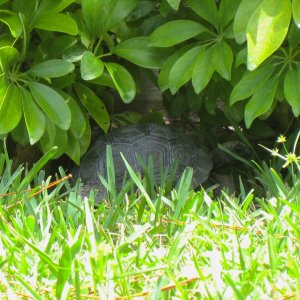 ALDABRA BREEDER