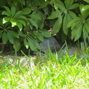 ALDABRA BREEDER