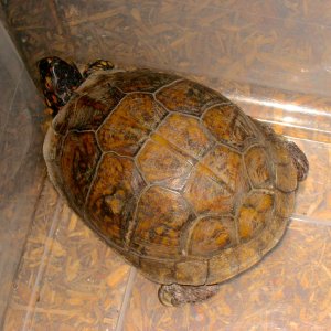 ALDABRA BREEDER