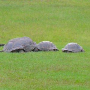ALDABRA BREEDER