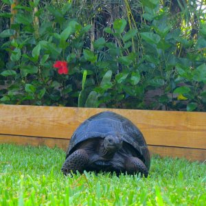ALDABRA BREEDER