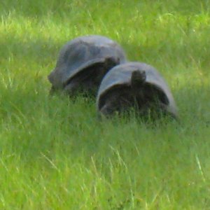 ALDABRA BREEDER