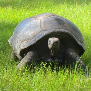 ALDABRA BREEDER