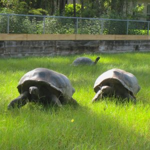 ALDABRA BREEDER