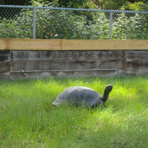 ALDABRA BREEDER