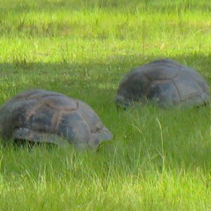 ALDABRA BREEDER