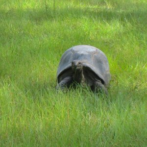 ALDABRA BREEDER