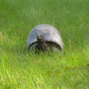 ALDABRA BREEDER